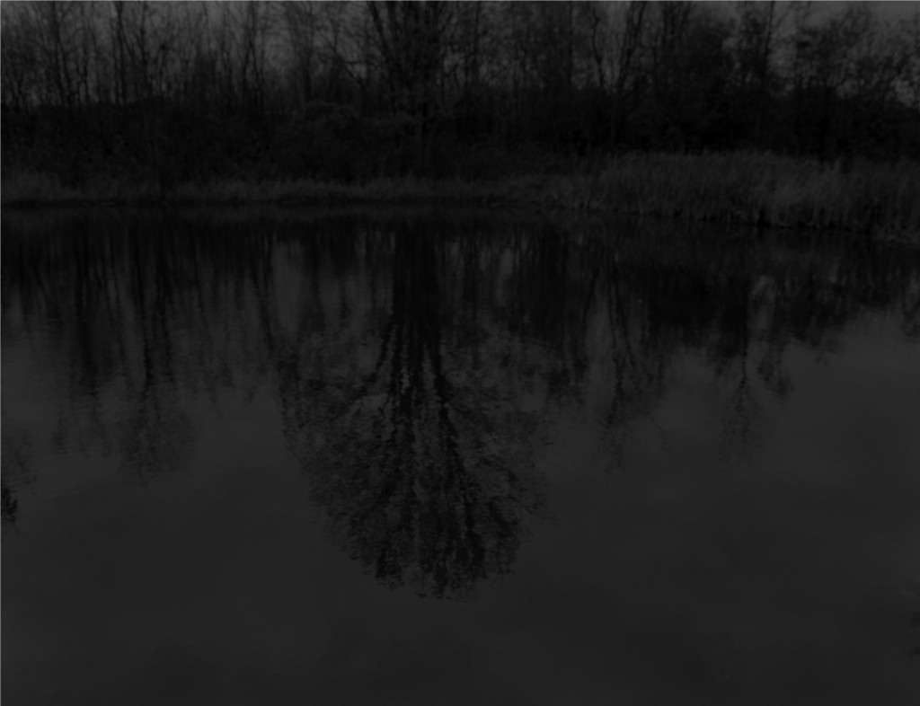 Dawoud Bey, Untitled #13 (Trees and Reflection), 2017. 48 x 54 inches, Gelatin silver print on dibond. Courtesy of the artist, Rena Bransten Gallery, and Stephen Daiter Gallery from Night Coming Tenderly, Black.